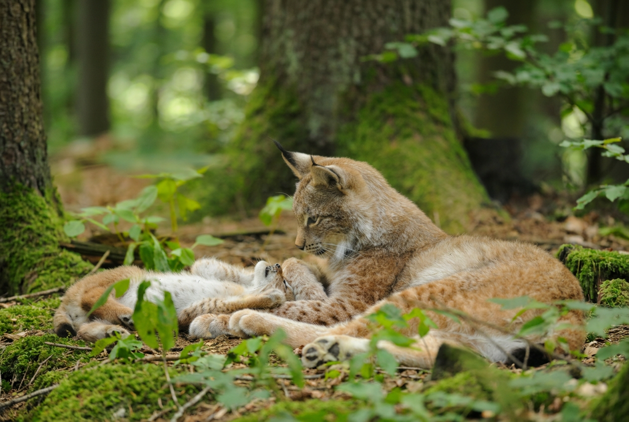 🦌 TCI-Jugendausflug in den Wildpark Poing